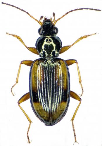 Réf. 191 274 : Bembidion bualei bualei